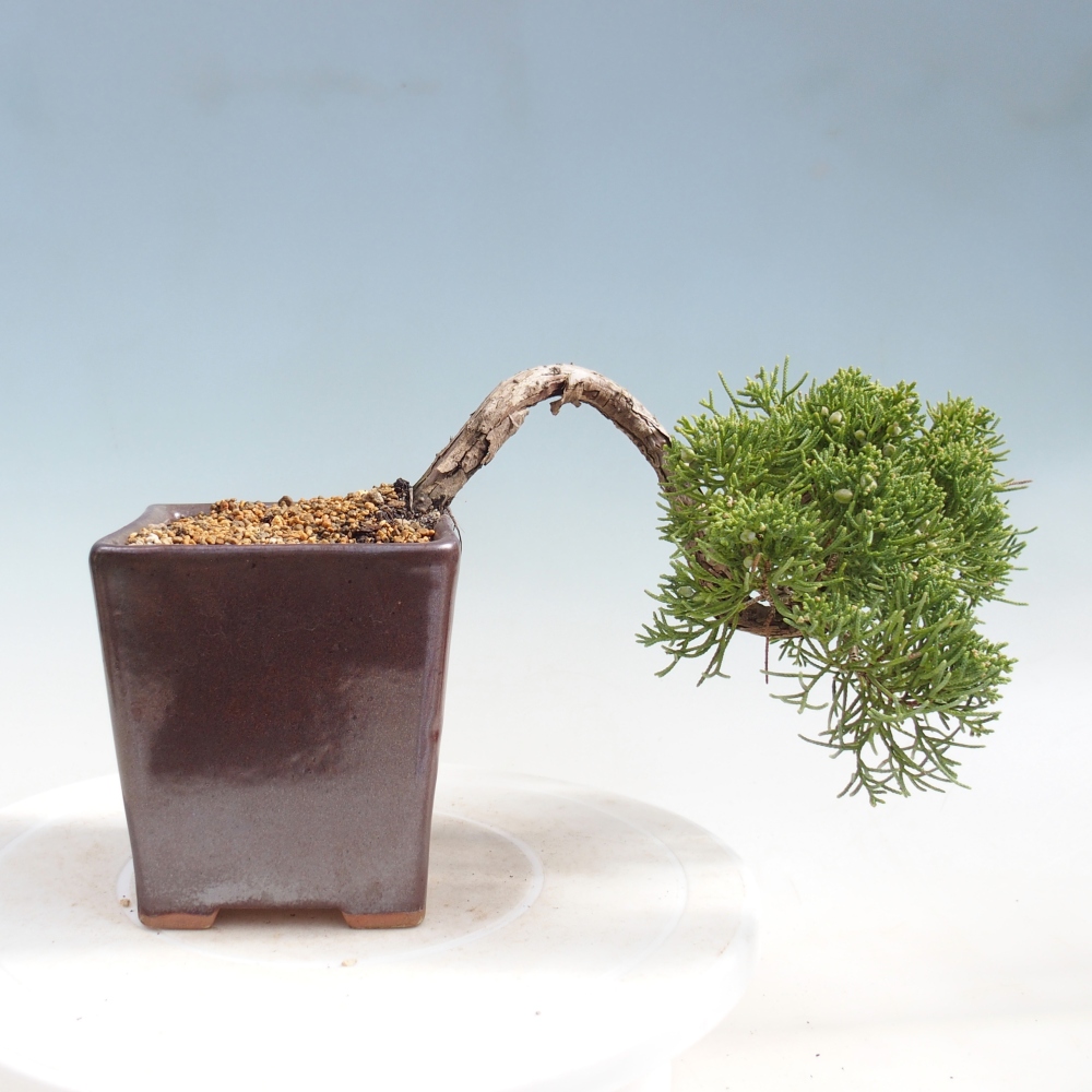 Outdoor bonsai - Juniperus chinensis Kishu