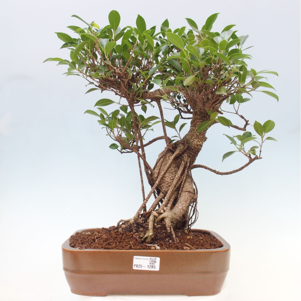 Kryty bonsai - Ficus kimmen - figowiec drobnolistny