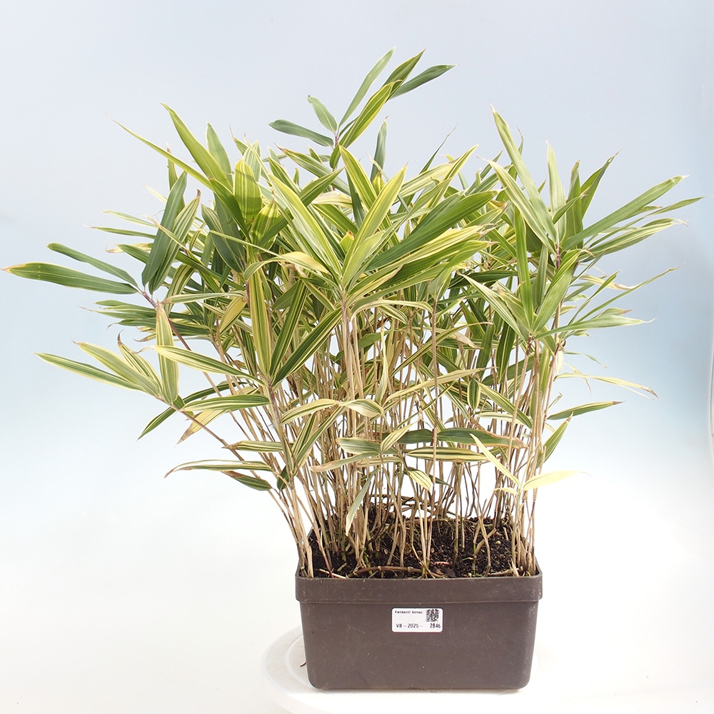Bonsai zewnętrzne - Sasaella masamuneana Albostriata - Bambus