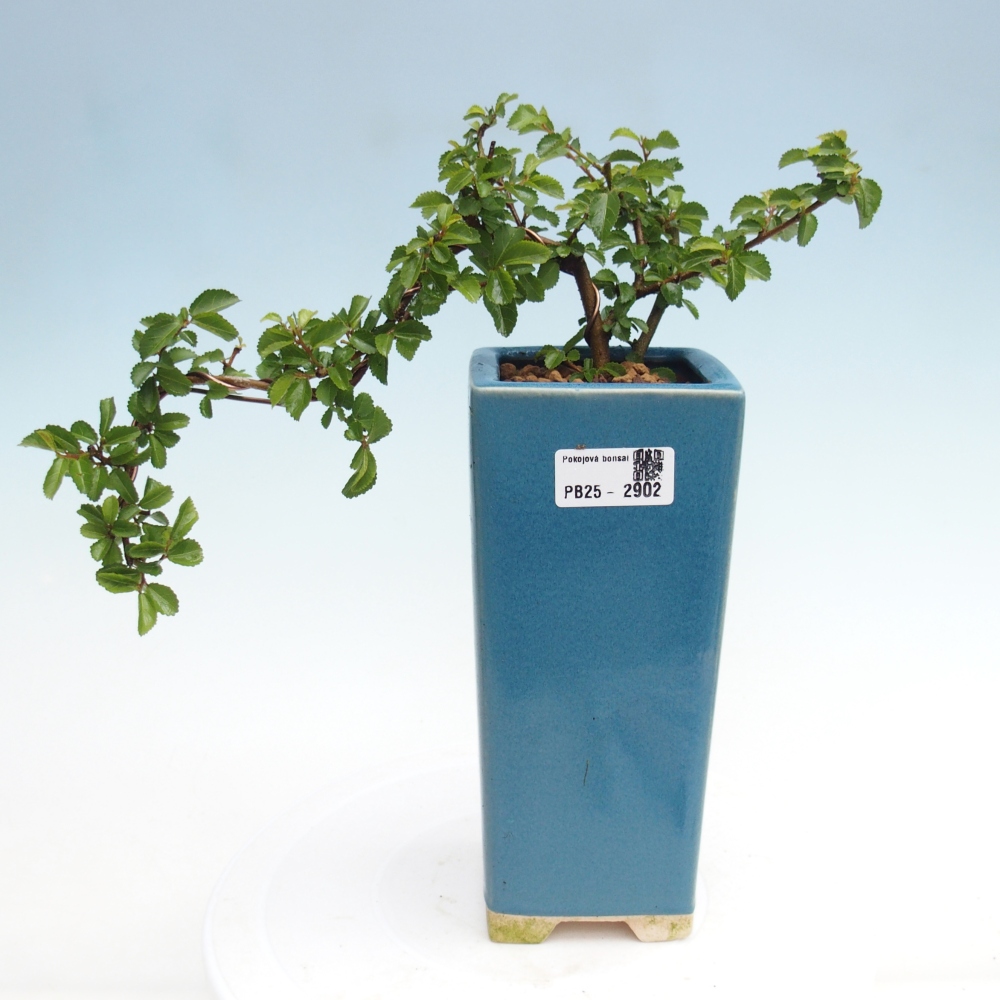 Kryty bonsai - Grewia occidentalis - Lawendowa gwiazda
