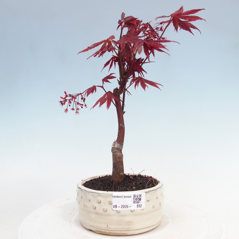 Bonsai zewnętrzne - palma Acer. Klon Atropurpureum-Palmleaf