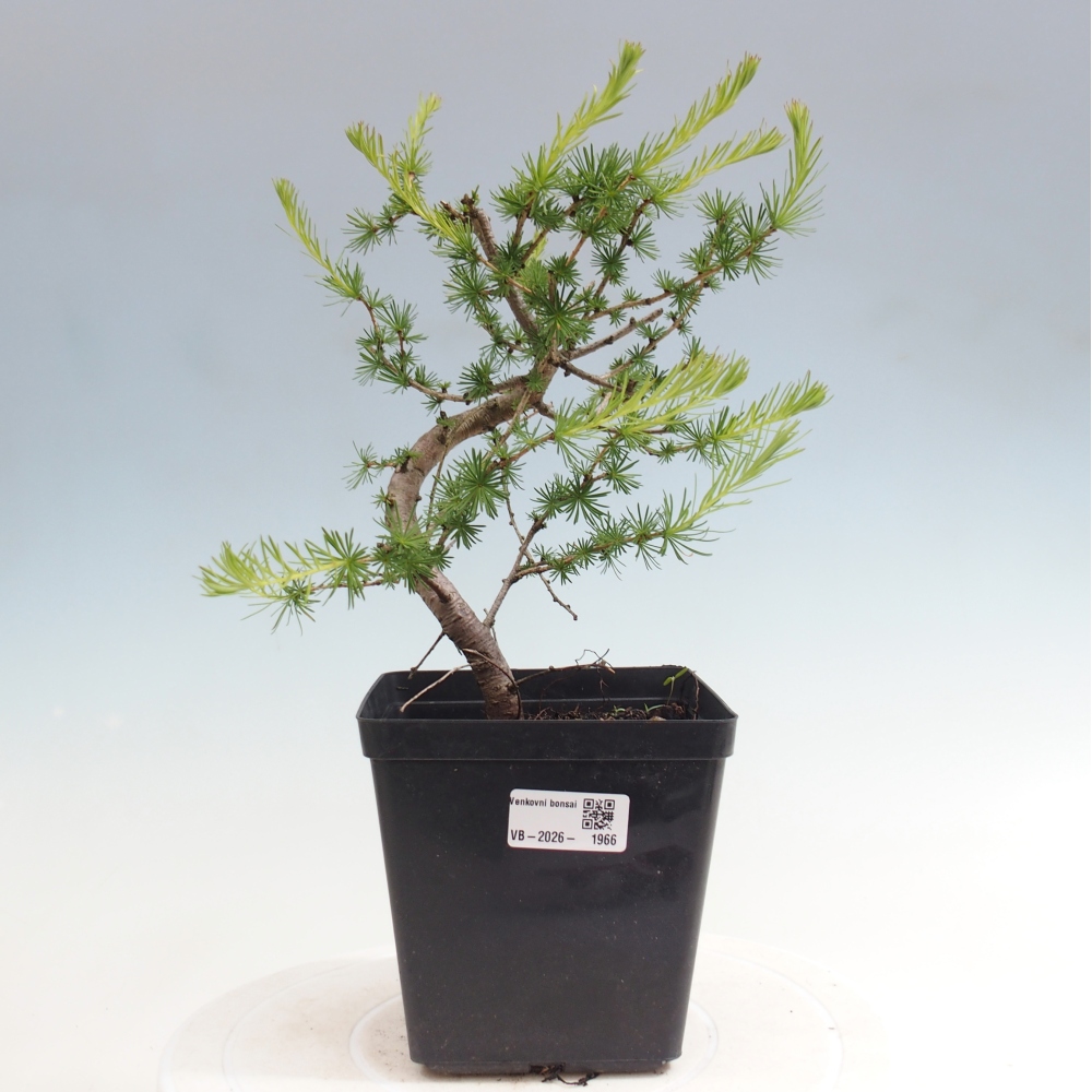 Bonsai zewnętrzne - Larix decidua - Modrzew