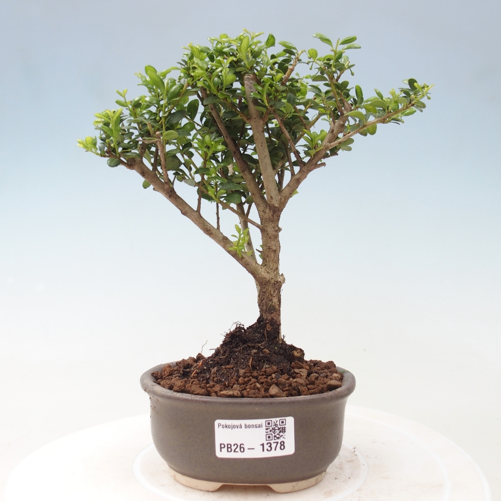 Pokój bonsai - Ilex crenata - Ostrokrzew