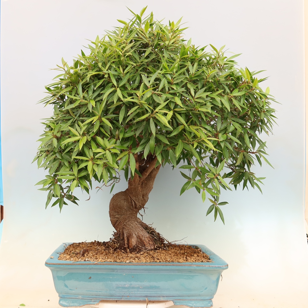 Pokój bonsai - Ficus nerifolia - figowiec drobnolistny