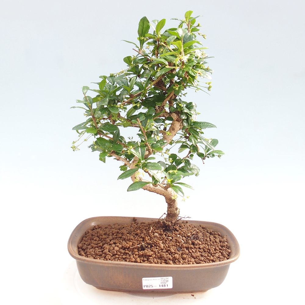 Pokój bonsai - Carmona macrophylla - Tea fuki