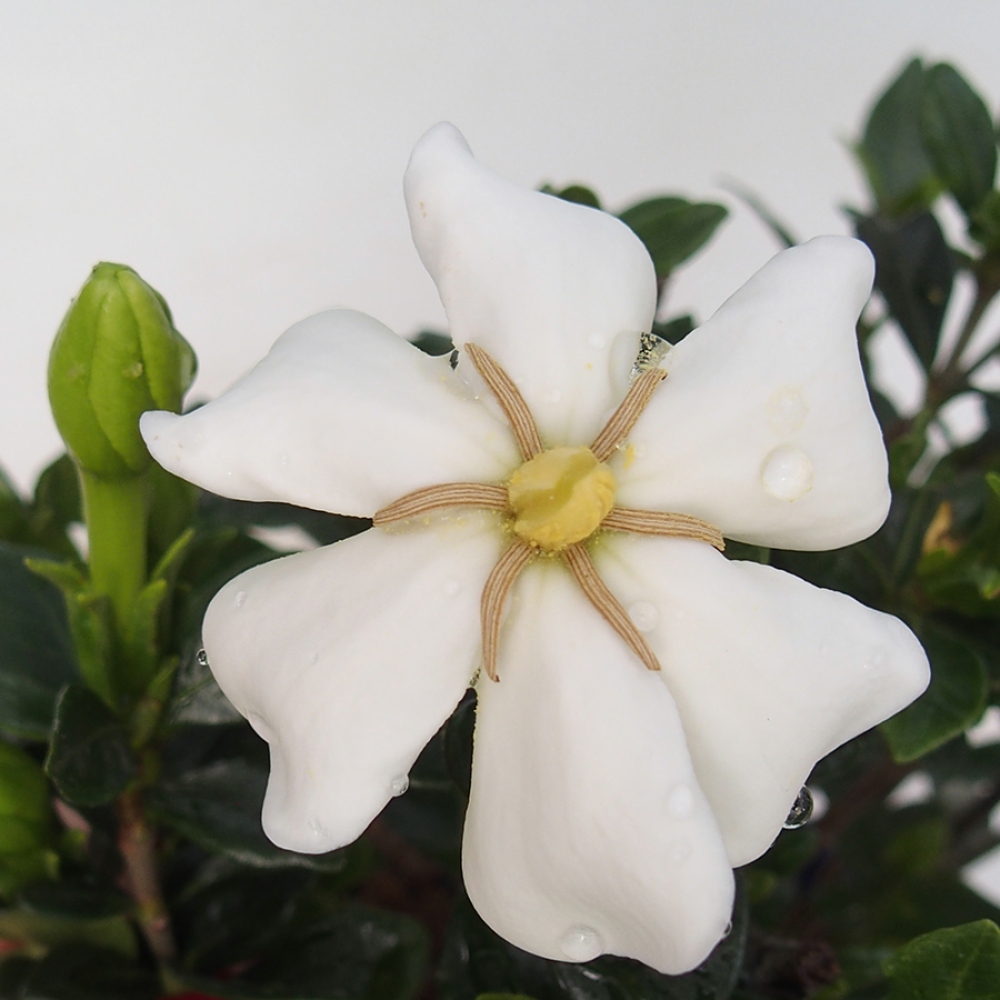 Bonsai pokojowe – Gardenia jasminoides – Gardenia