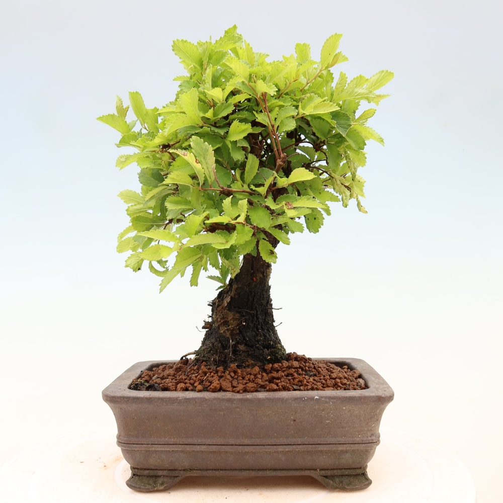 Bonsai zewnętrzne - Zelkova - Zelkova NIRE