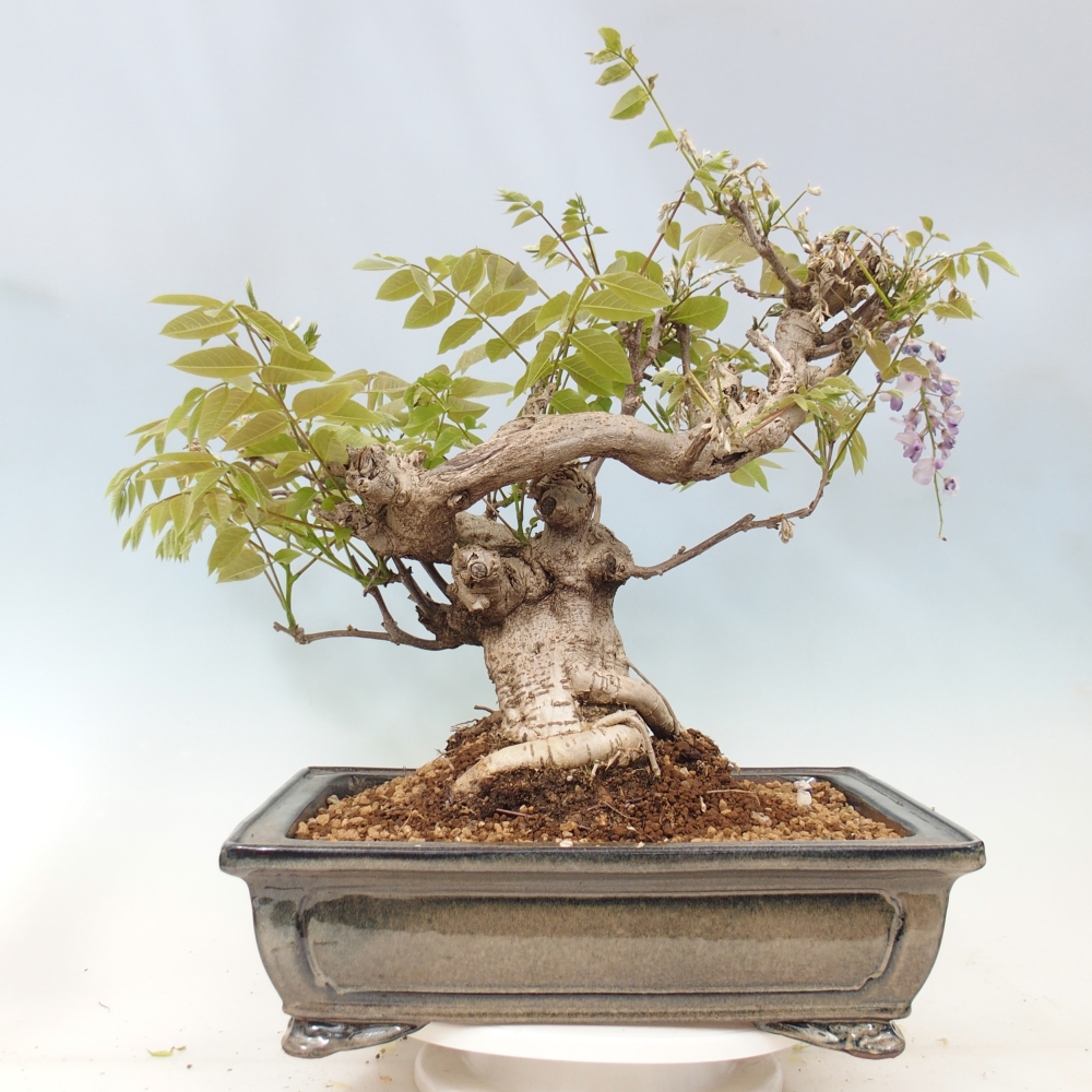 Outdoor bonsai - Wisteria floribunda