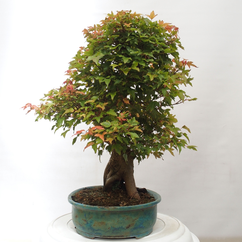 Outdoor bonsai - Maple Buergerianum - Burger Maple