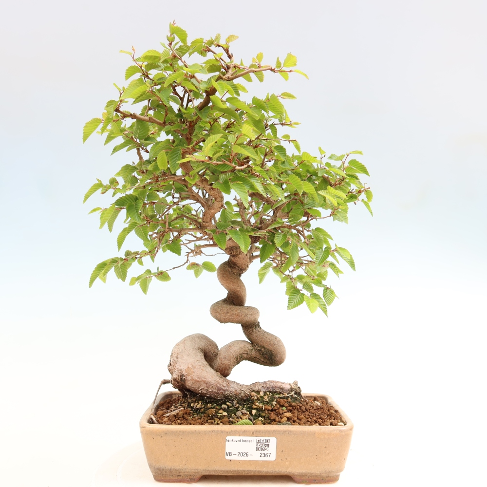 Outdoor bonsai - Carpinus coreana - grab koreański