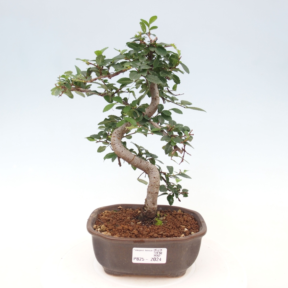 Bonsai wewnętrzne - Ulmus parvifolia - Wiąz drobnolistny