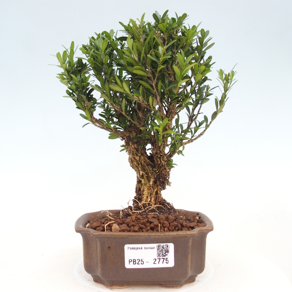 Pokój Bonsai - Buxus harlandii - Bukszpan korkowy