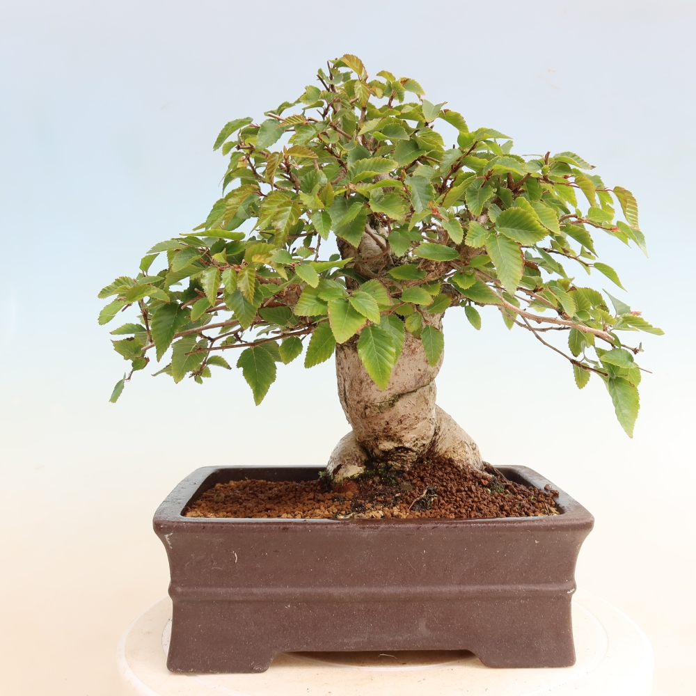Outdoor bonsai - Carpinus CARPINOIDES - grab koreański