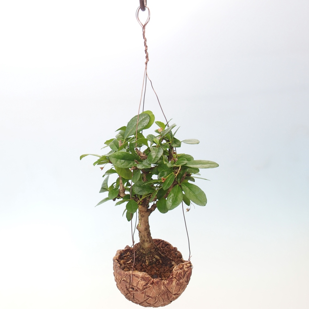 Kokedama w ceramice - Tea-fuki - Carmona macrophylla