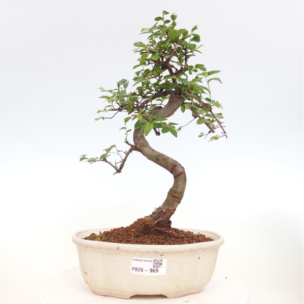 Pokój bonsai - Ulmus parvifolia - Wiąz drobnolistny