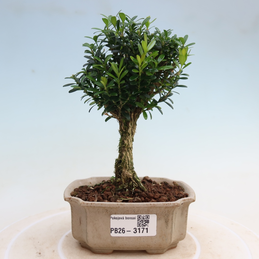 Pokój bonsai - Buxus harlandii - buxus korkowy