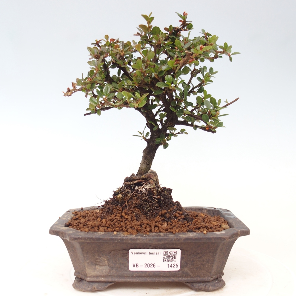 Outdoor bonsai - irga pozioma - Rocky Mountain