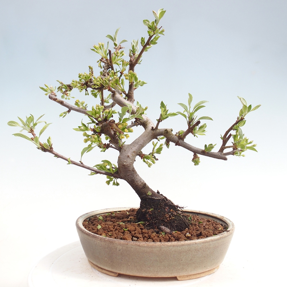 Outdoor bonsai - Malus sargentii - Jabłoń drobnoowocowa