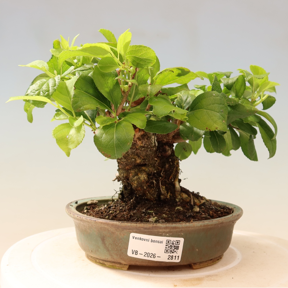 Bonsai zewnętrzne - Celastrus orbiculatus