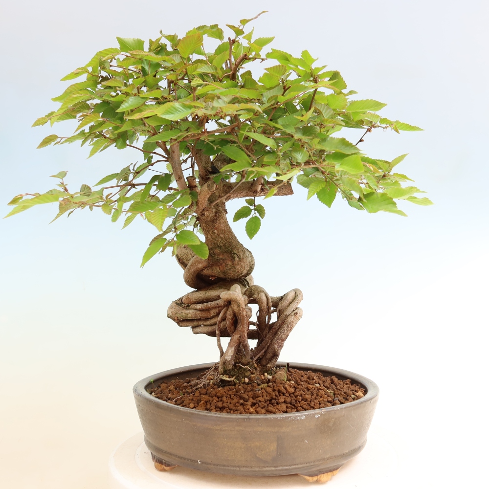 Outdoor bonsai - Carpinus coreana - grab koreański