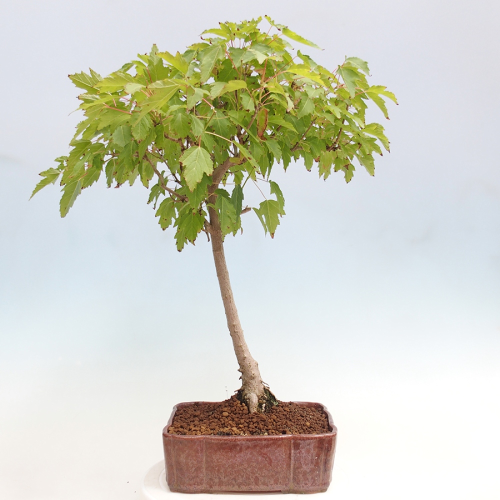 Outdoor bonsai - Acer ginala - Ognisty klon