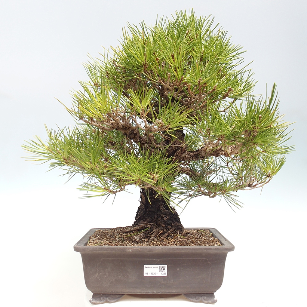 Outdoor bonsai - Pinus thunbergii - sosna Thunberga