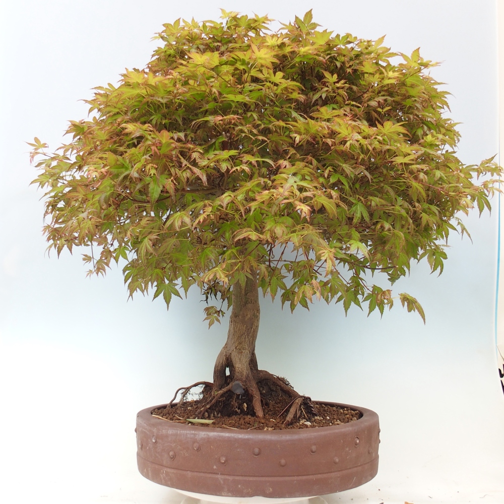 Klon pospolity - Acer palmatum Beni Tsukasa