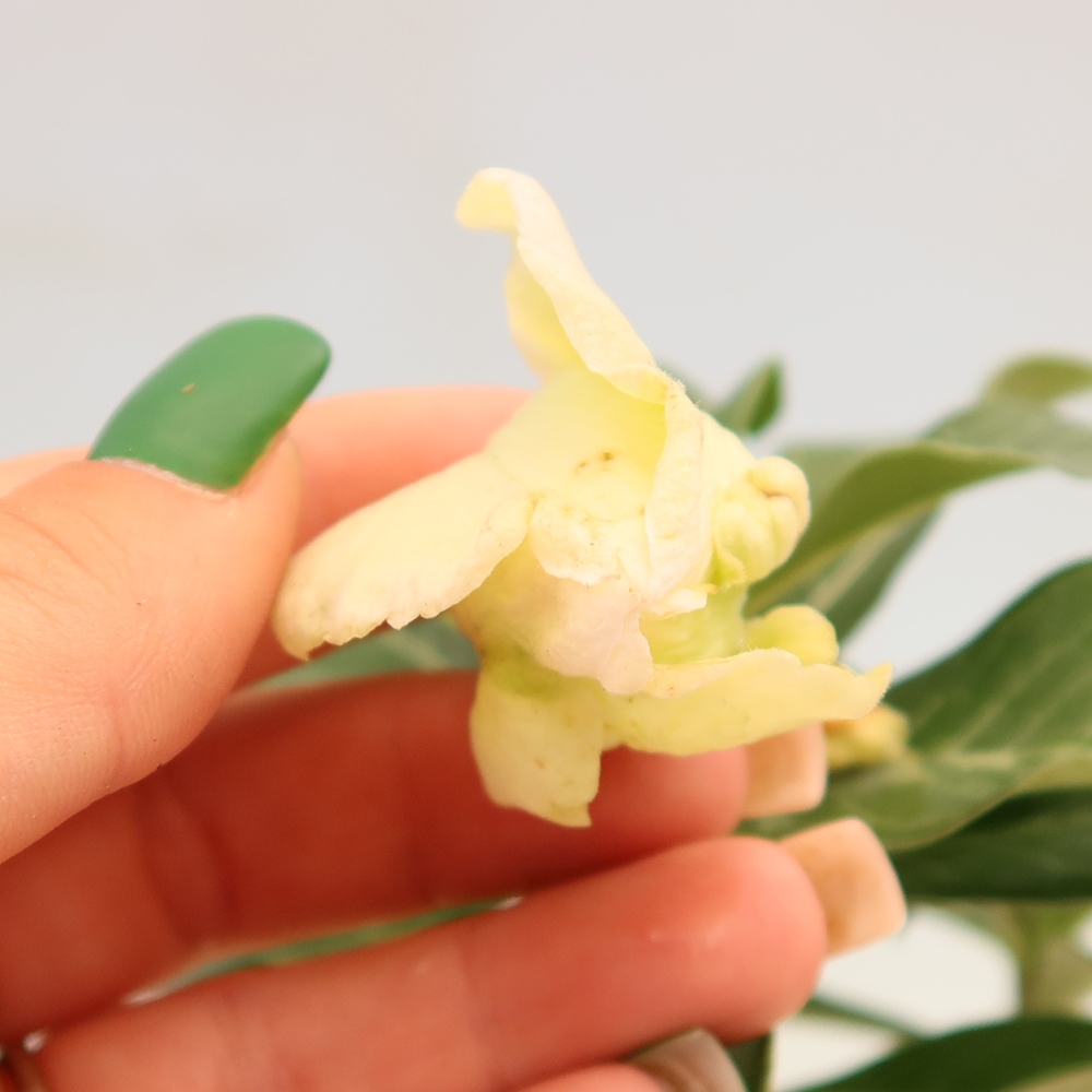 Bonsai pokojowe – Adenium obesum szczepione V.F.S.412 – Róża pustynna