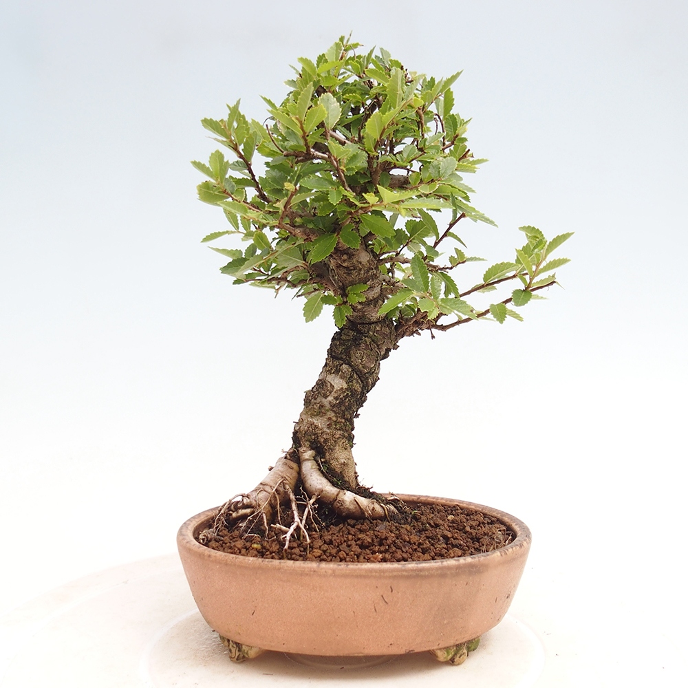 Outdoor bonsai - Zelkova - Zelkova NIRE
