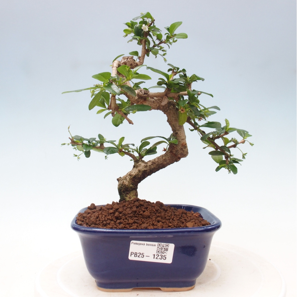 Bonsai wewnętrzne - Carmona makrophylla - Herbata Fuki