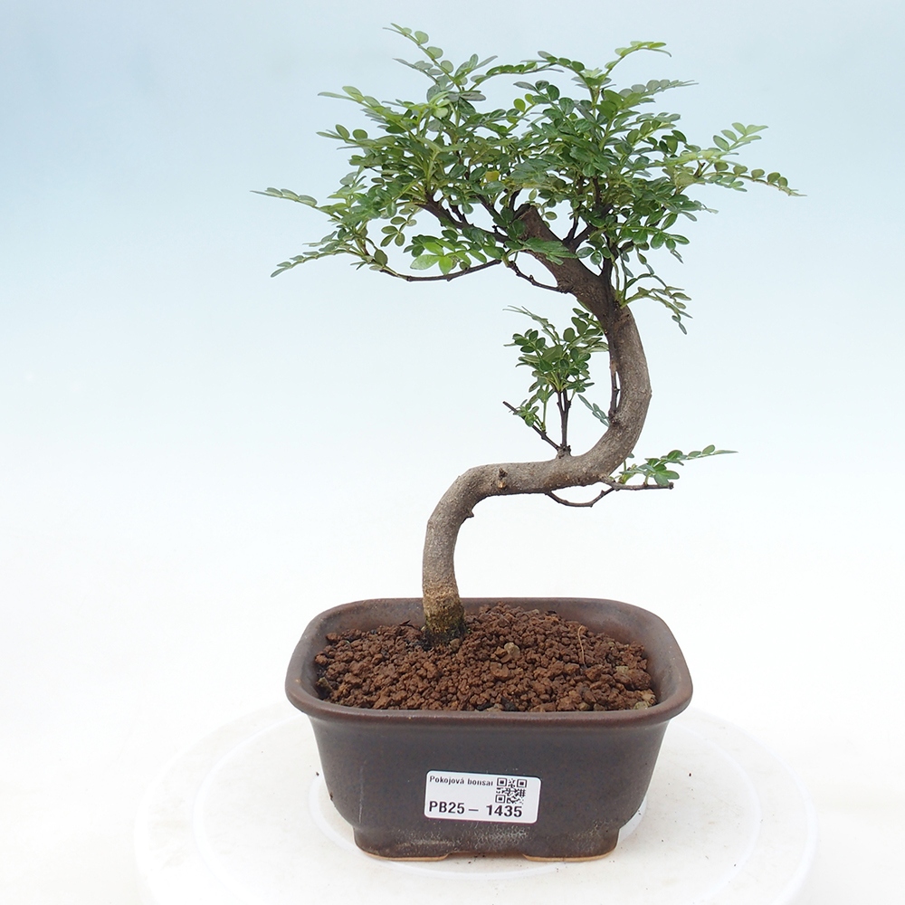 Kryty bonsai - Zantoxylum piperitum - Mięta pieprzowa