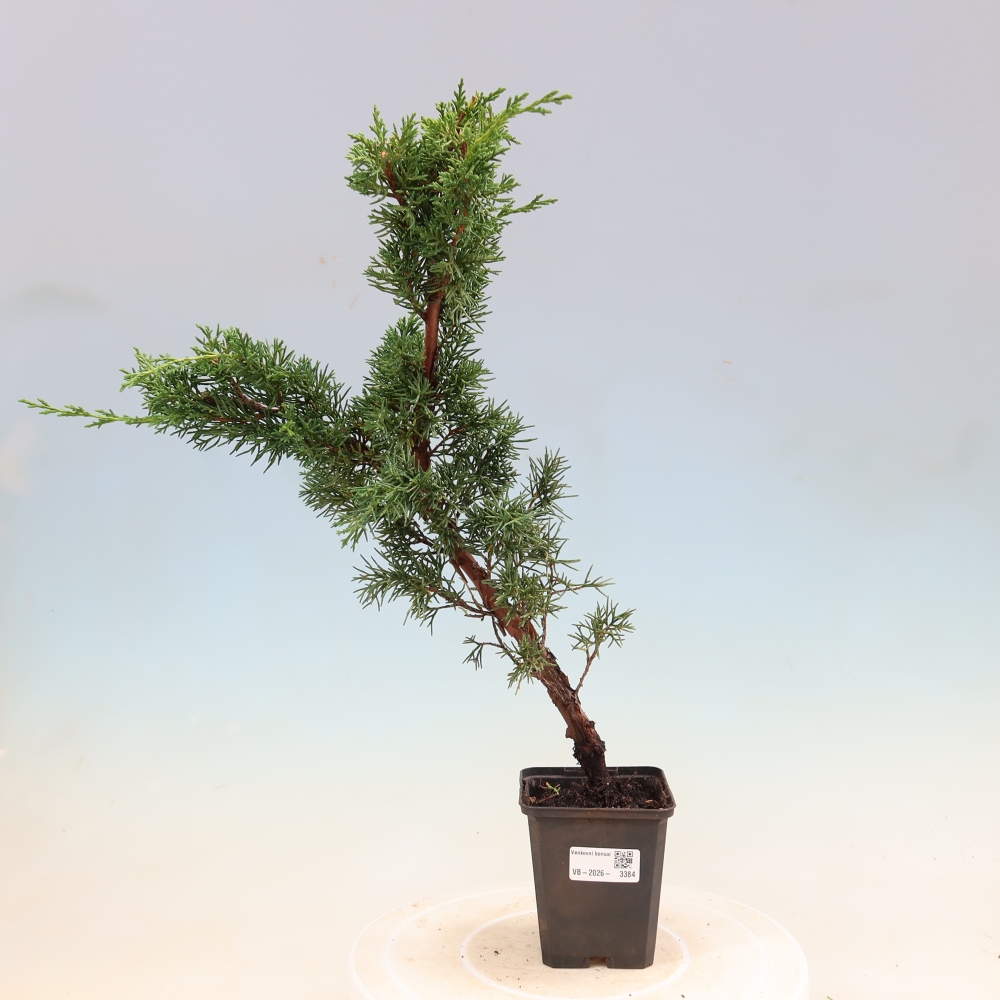 Outdoor bonsai - Juniperus chinensis Kishu