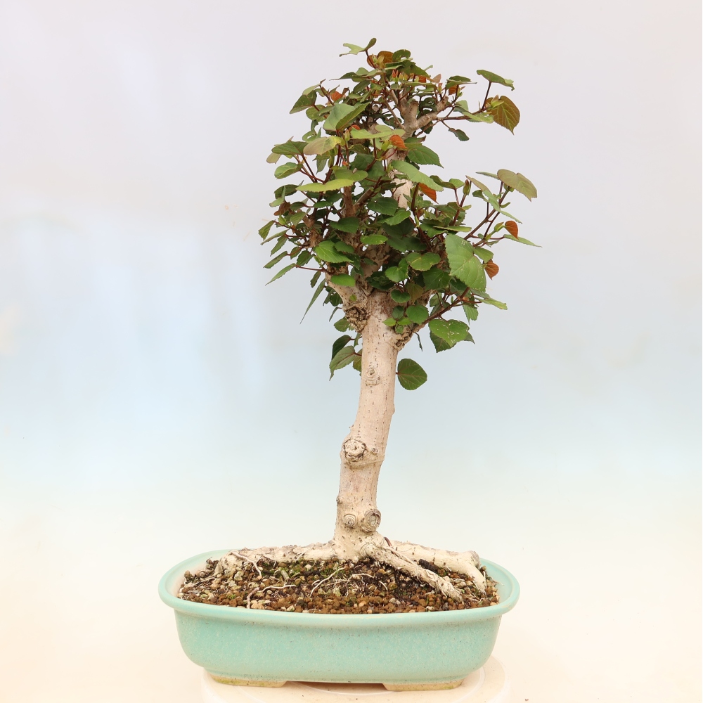 Bonsai domowe - Hibiscus tiliaceus - Hibiskus morski