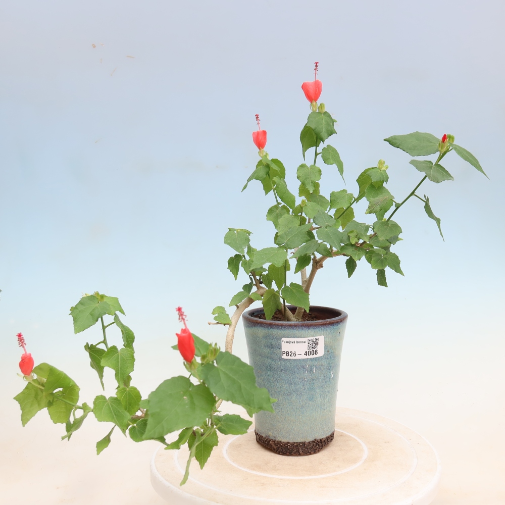 Bonsai domowe - Malvaviscus arboreus