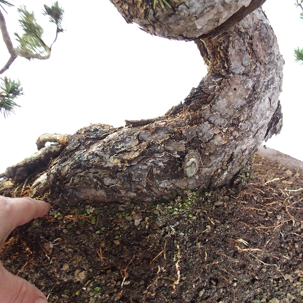 Yamadori - Pinus sylvestris Hiszpania