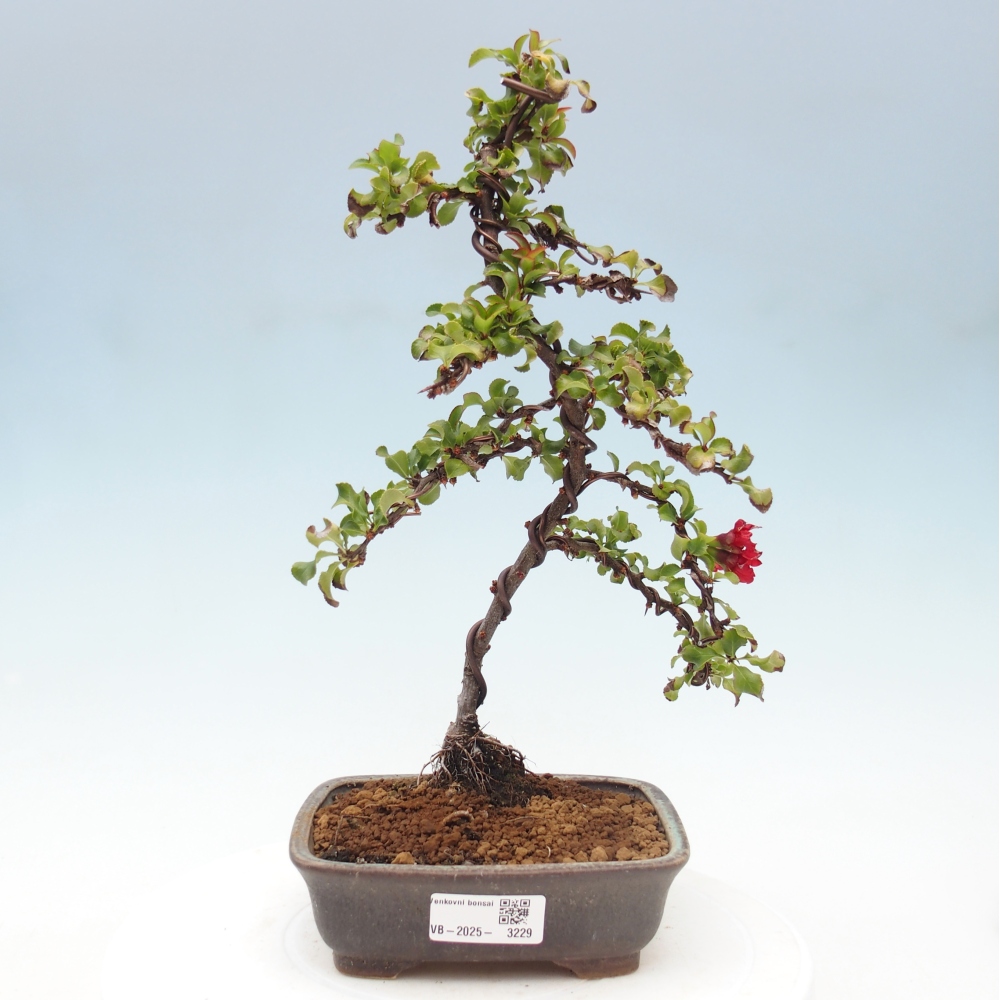 Bonsai zewnętrzne - Chaneomeles s. Red Joy - Pigwa