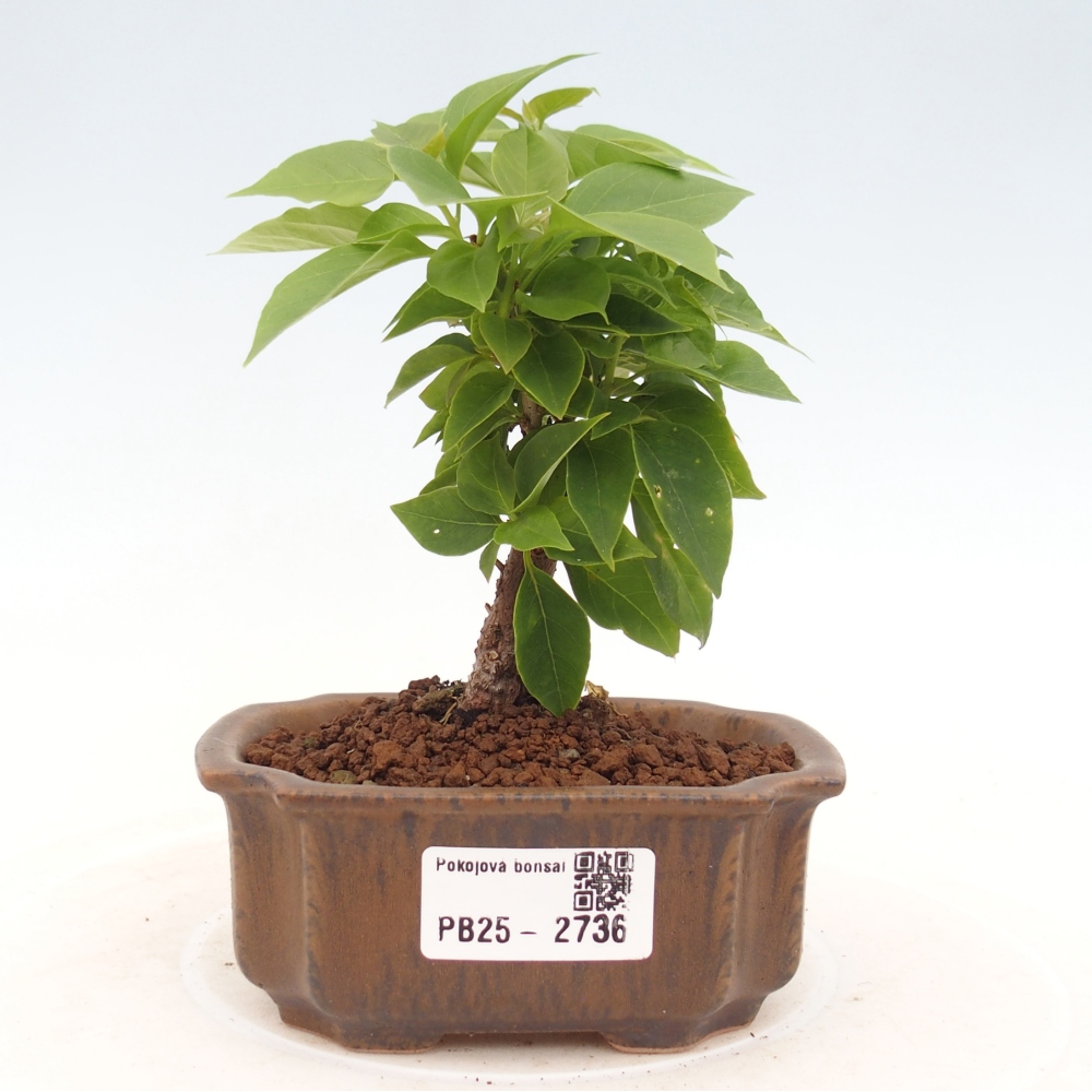 Bonsai do wnętrz - Bouganwilea