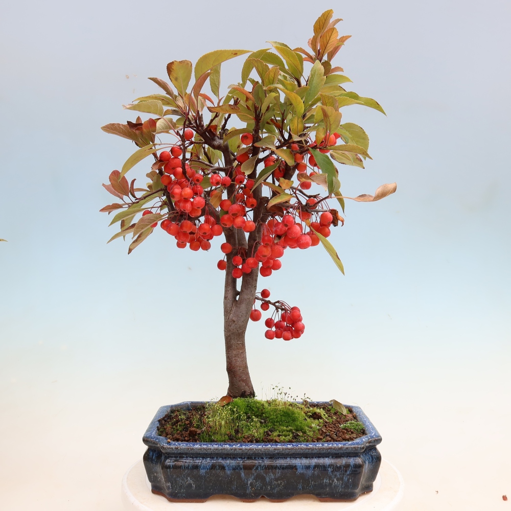 Outdoor bonsai - Malus domestica - Jabłoń czerwonolistna o małych owocach