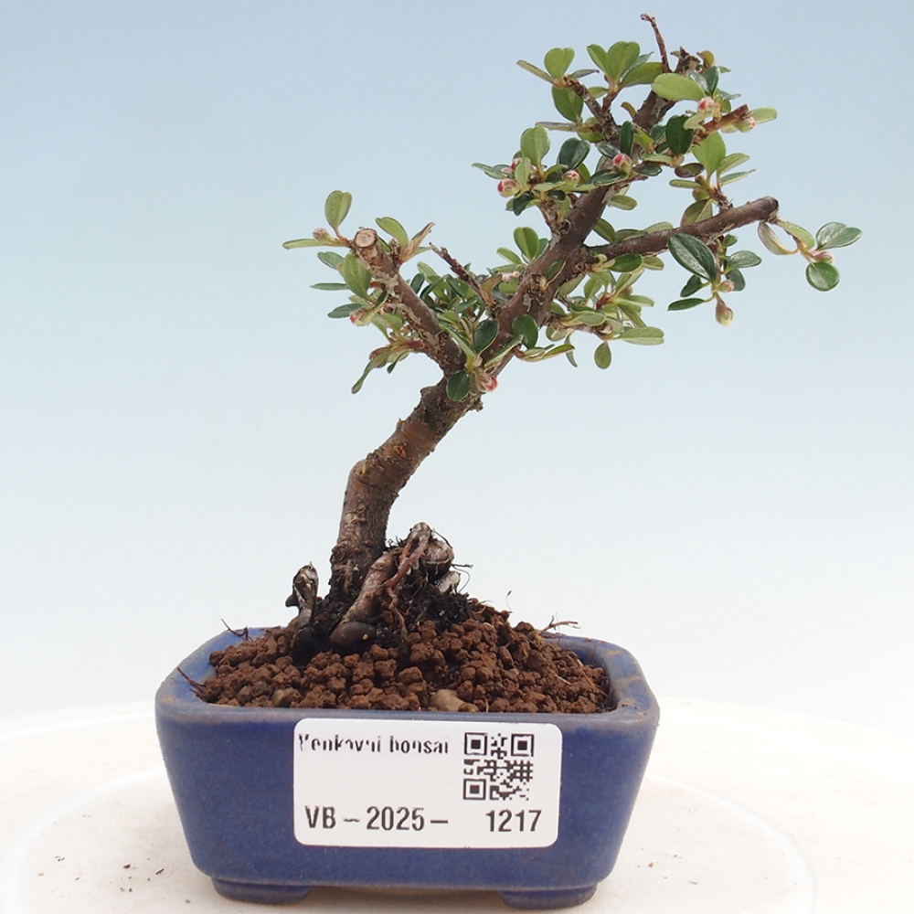 Plenerowe bonsai - Irga pozioma - Drzewo skalne