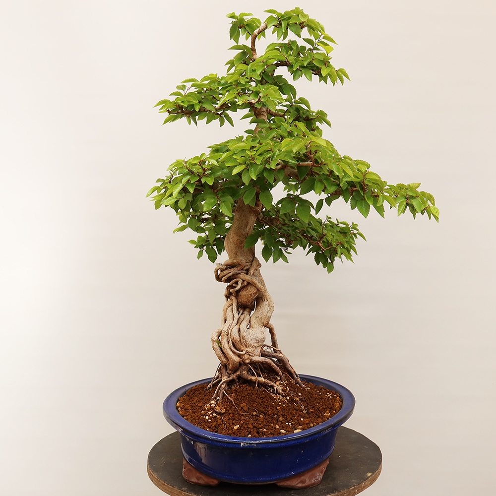 Bonsai plenerowe - Carpinus Coreana - grab koreański