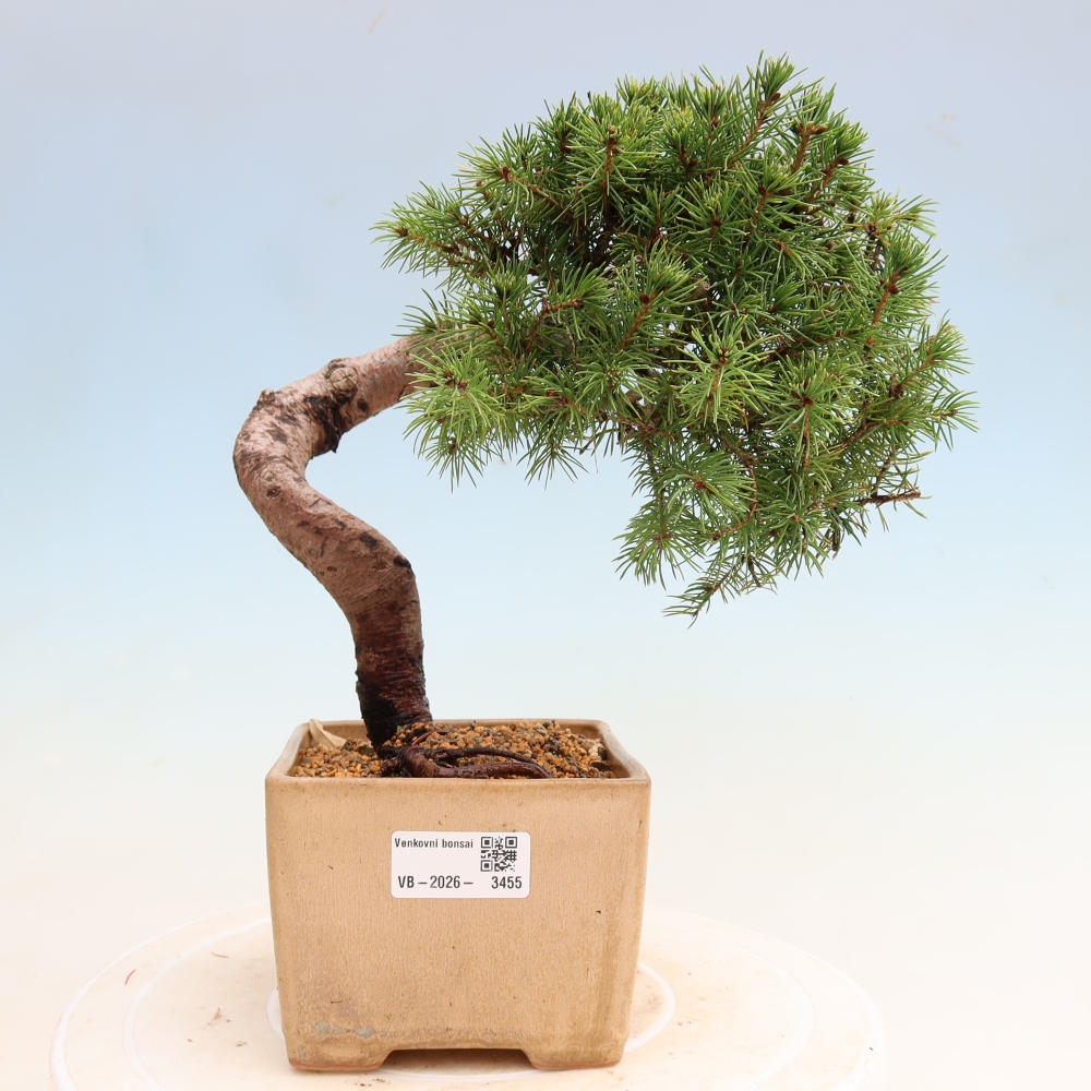 Bonsai ogrodowe – Świerk szary – Picea glauca globe