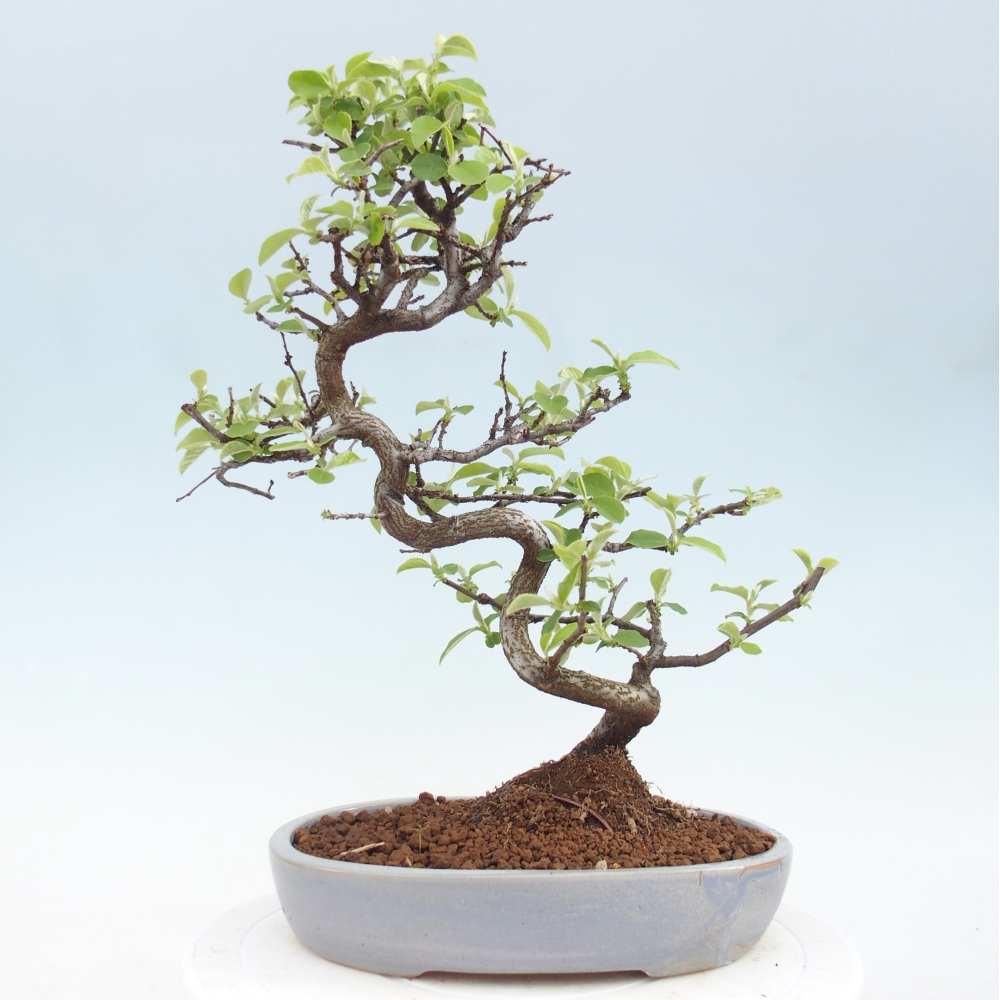 Bonsai zewnętrzne - Chaneomeles chinensis