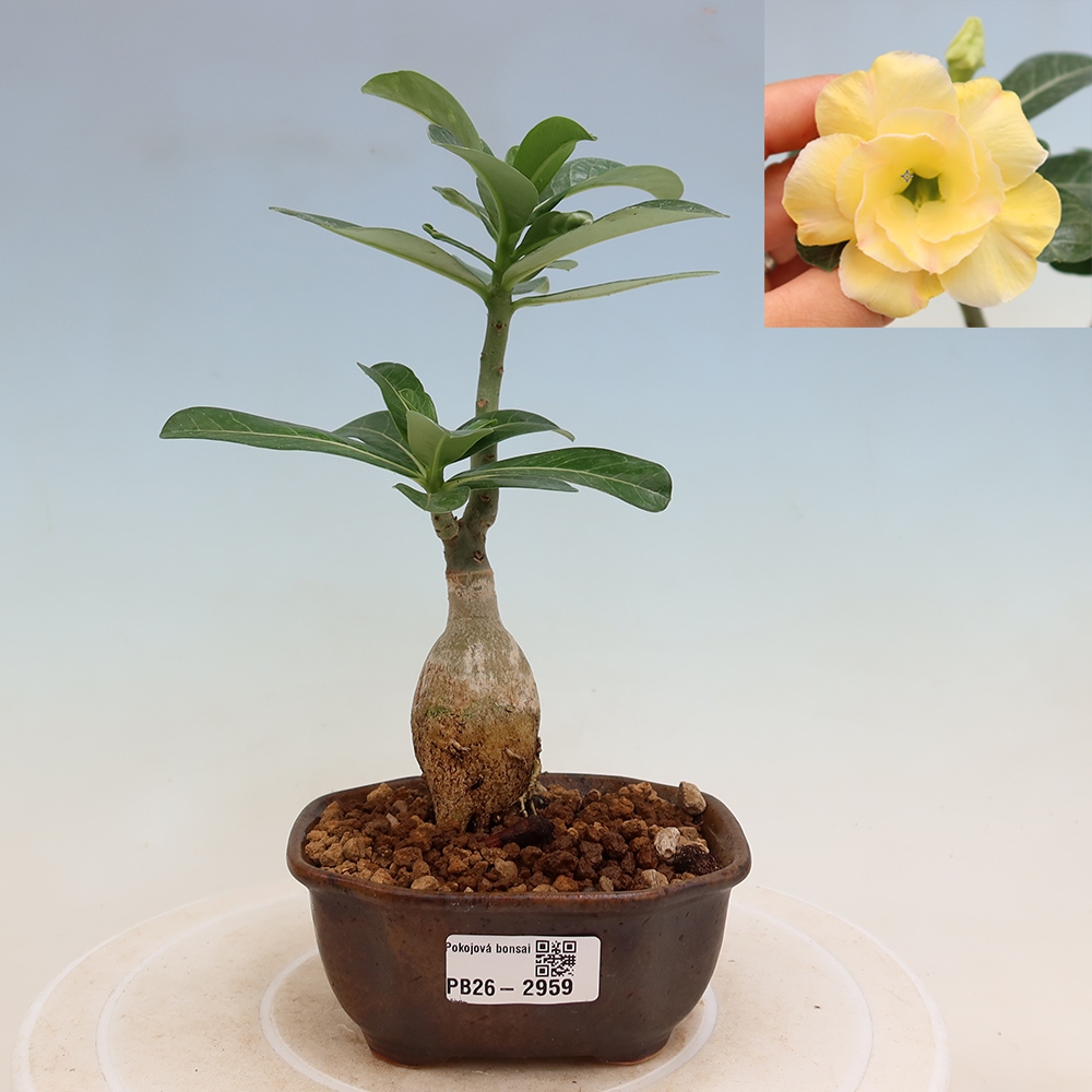 Bonsai pokojowe – Adenium obesum szczepione Alonza – Róża pustynna