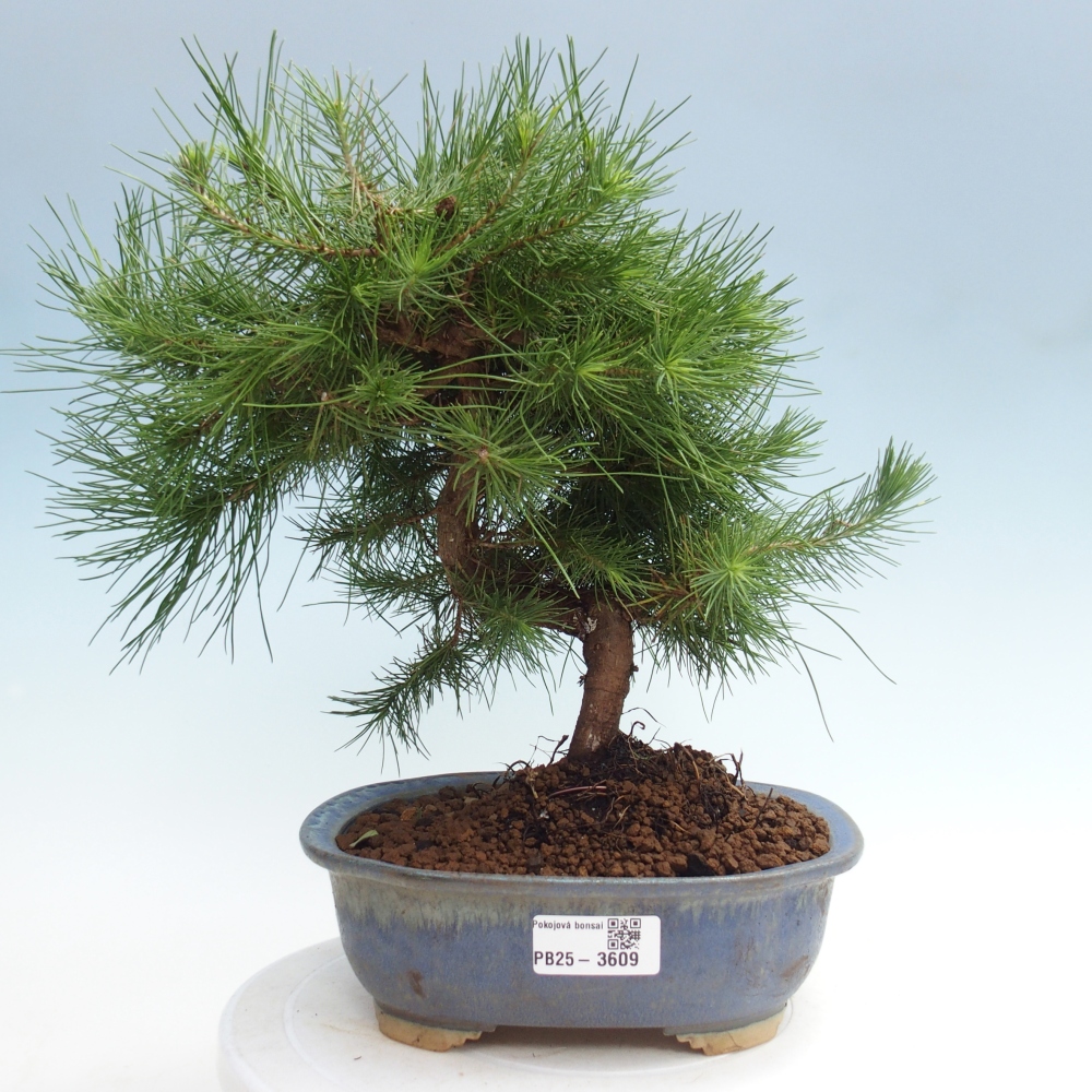 Pokój bonsai - Pinus halepensis - Sosna z Aleppo