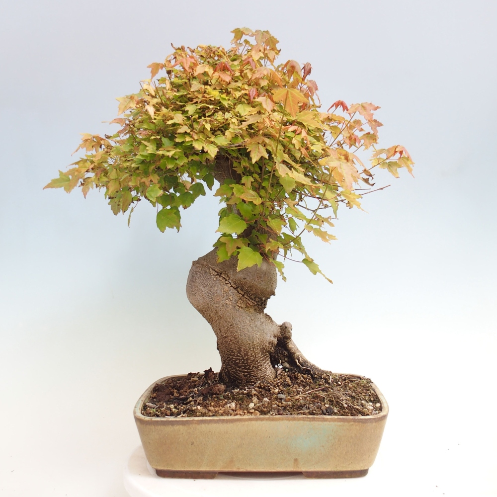 Outdoor bonsai - Maple Buergerianum - Burger Maple