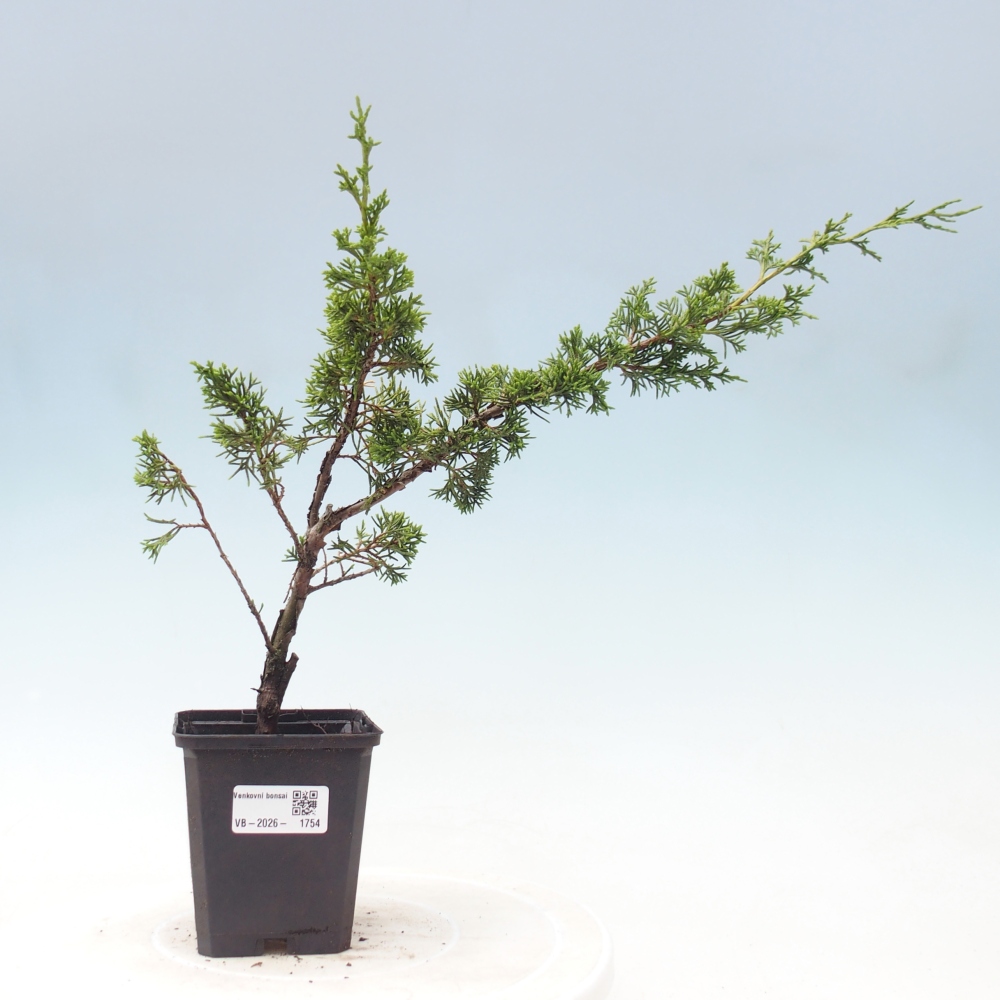 Outdoor bonsai - Juniperus chinensis Itoigawa