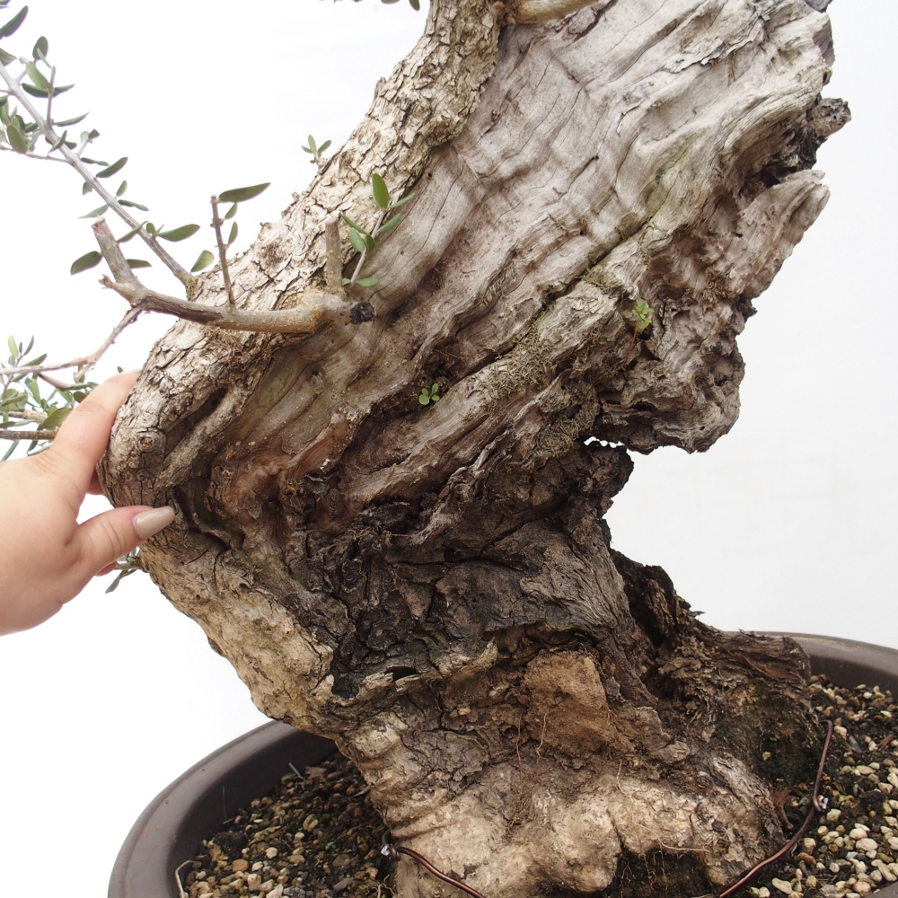 Kryte bonsai - Olea europaea sylvestris - Europejska oliwa z małych liści