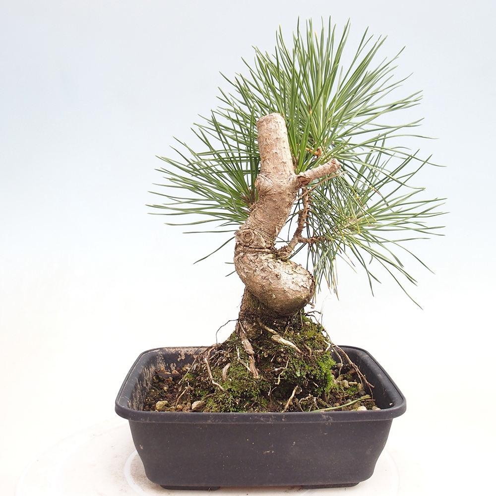 Outdoor bonsai - Pinus thunbergii - sosna Thunberga