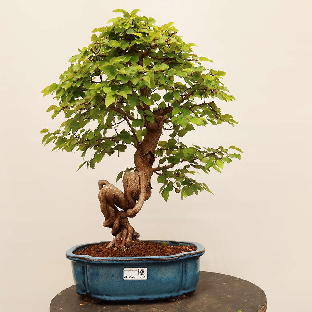 Bonsai plenerowe - Carpinus Coreana - grab koreański