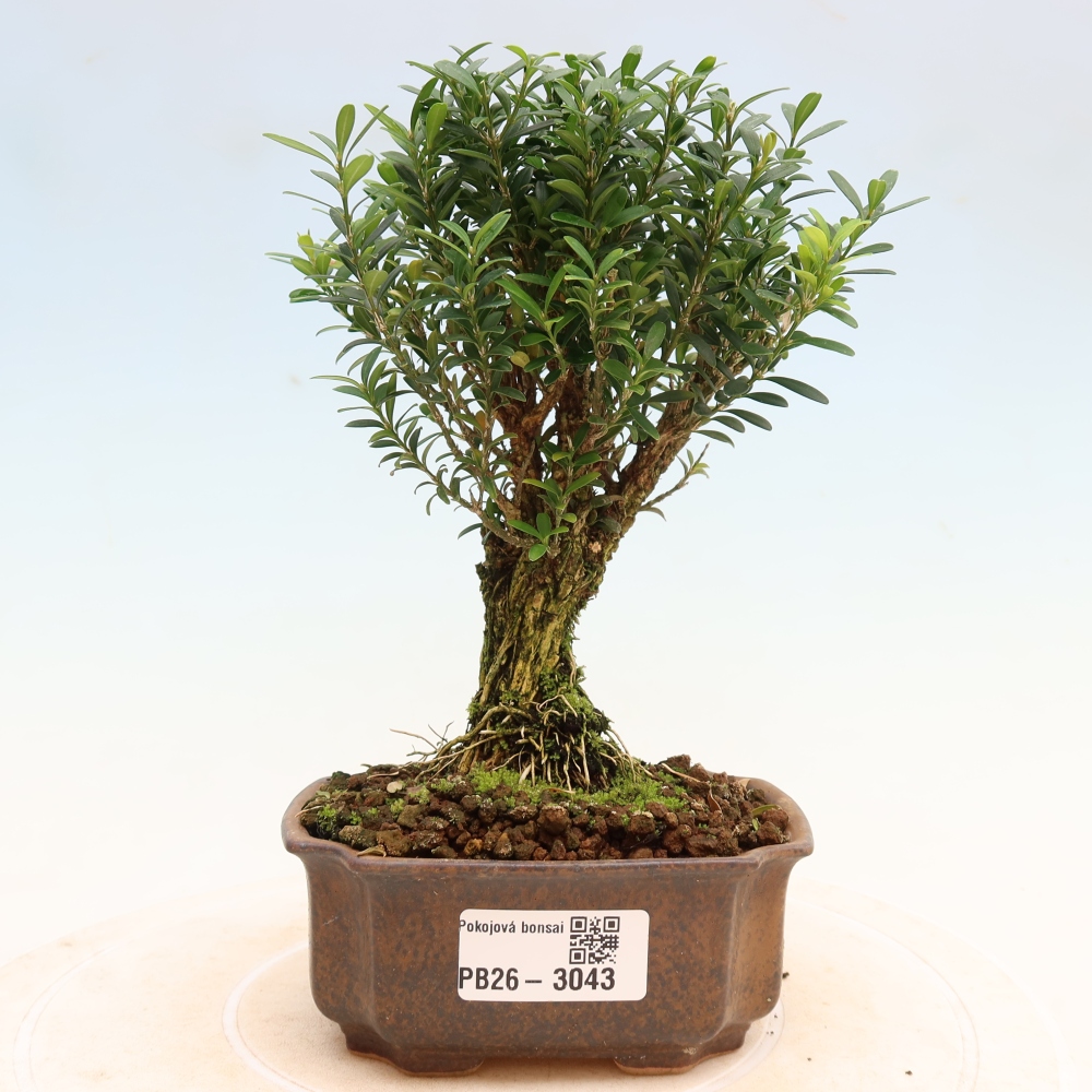 Pokój bonsai - Buxus harlandii - buxus korkowy